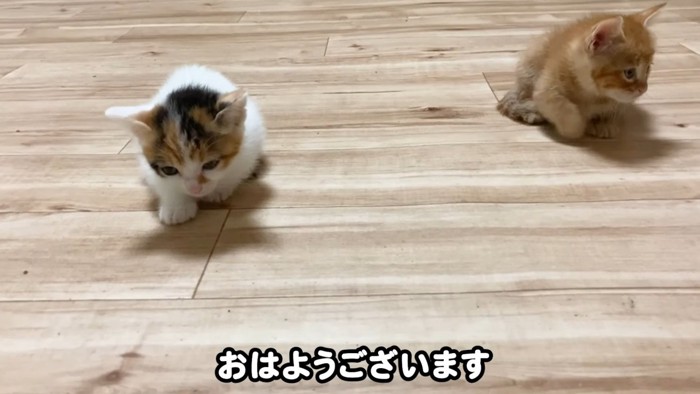 目を開けている二匹の子猫