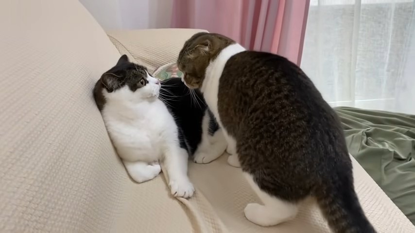 にらみ合う猫