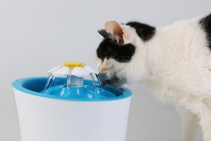 自動給水器で水を飲む猫