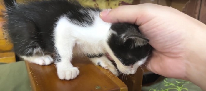 頭突きをする子猫