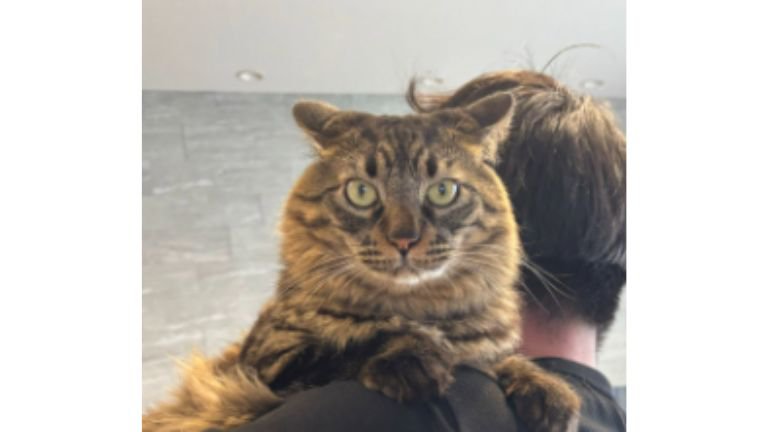 男性に抱かれる猫