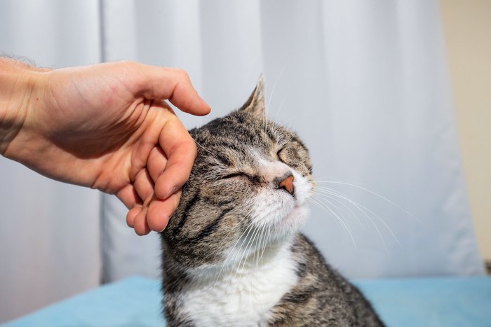 頭を撫でられて気持ち良さそうな猫