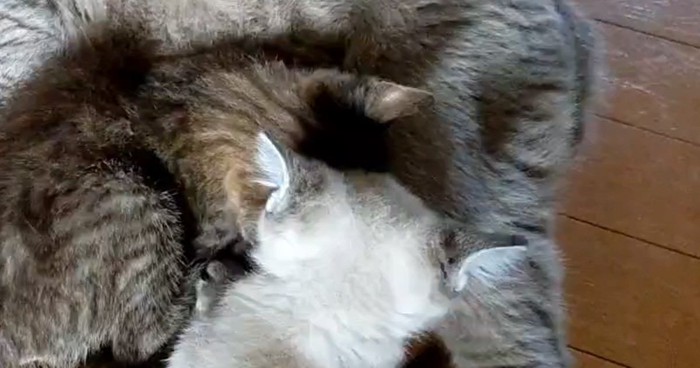 横になる成猫とそばにいる子猫
