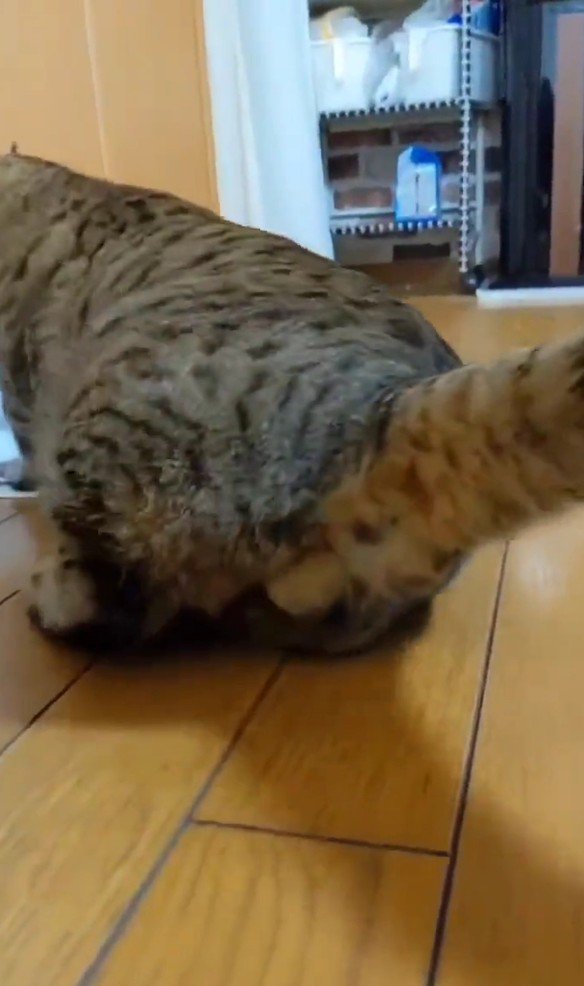 水を飲むトロロくん