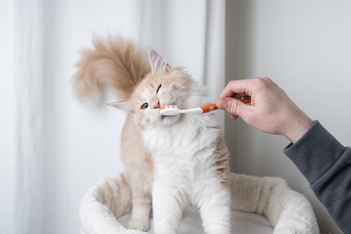 歯みがきをする猫