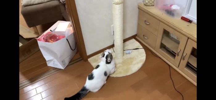 上を見上げる猫