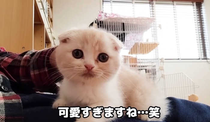 人間の上に座りこちらを見る子猫