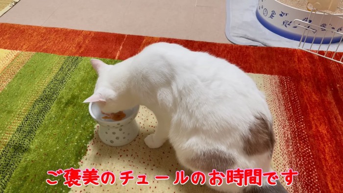 食器からおやつを食べる猫