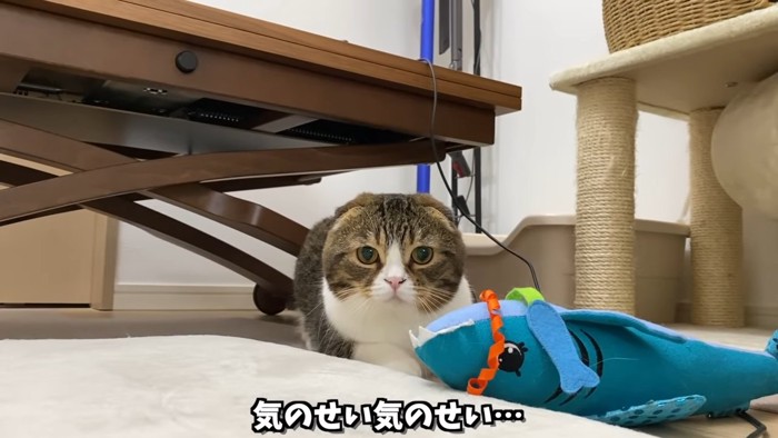 水色のおもちゃと猫