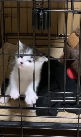 柵に顔を突っ込む子猫