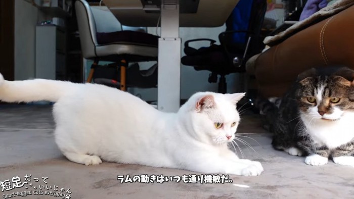 光を追いかける猫