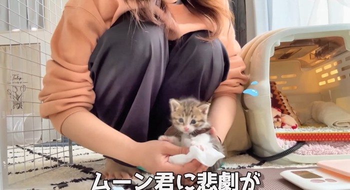 抱っこされる猫