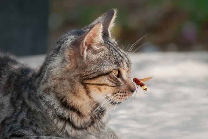 蜂がとまった猫