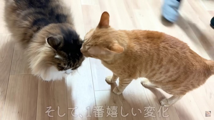 2匹の猫