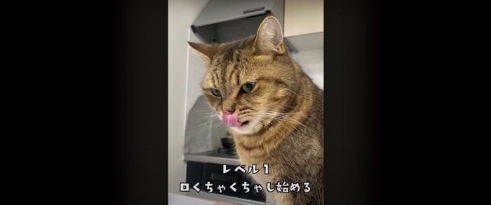 座っている猫%％お口をペロリ