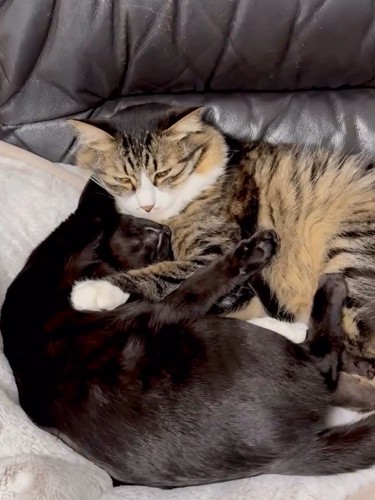 くっついて寝る猫