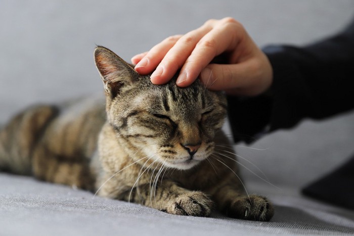 頭を撫でられるキジトラ猫