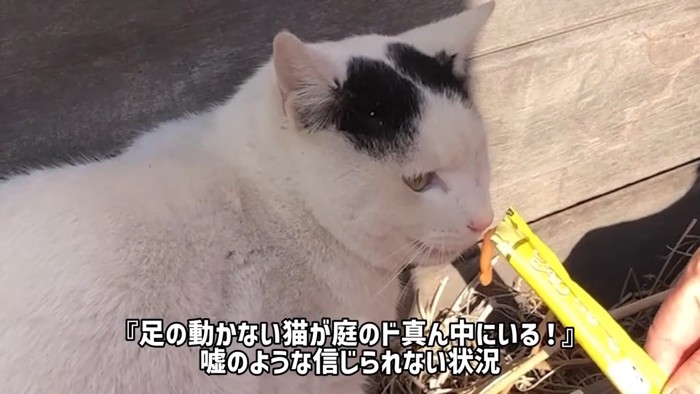 テロップ「足の動かない猫が～」