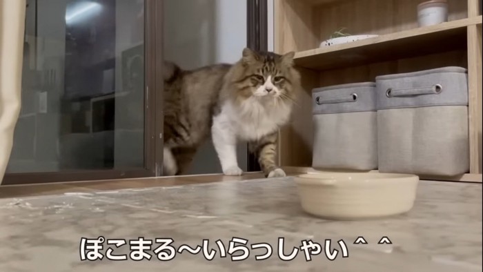 家に入ってくる猫