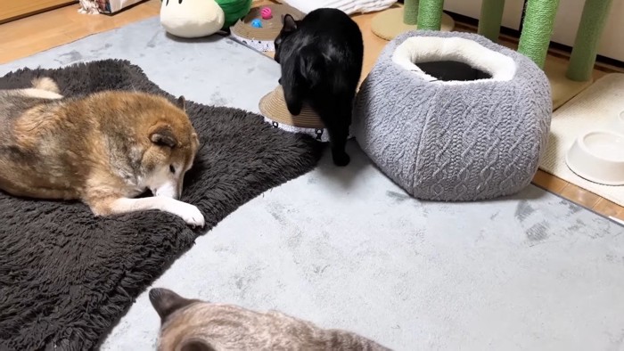 柴犬リキくんとリオくん