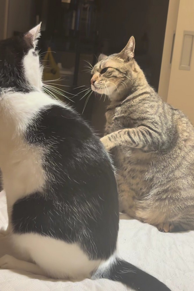 拳を下ろしつつある猫