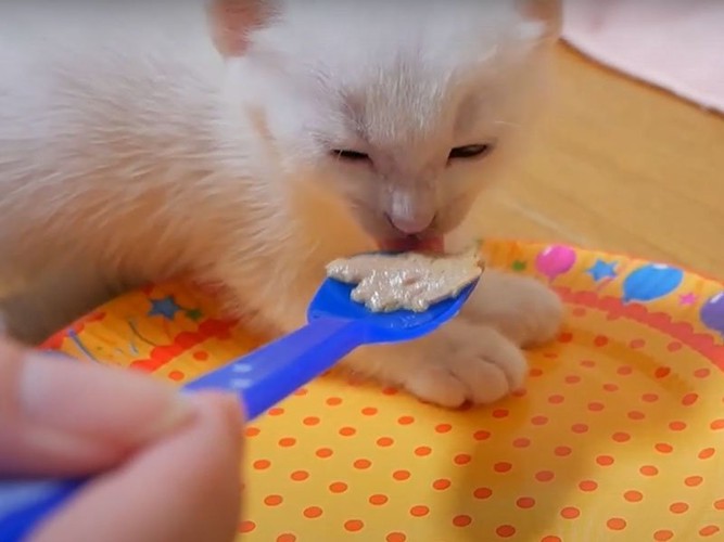 離乳食をなめる猫