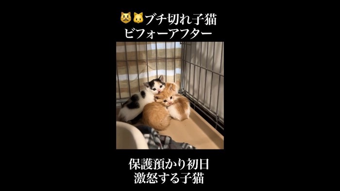 猫団子