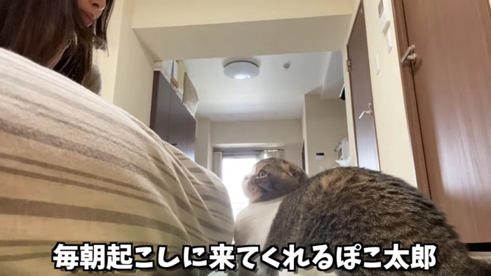 座って見上げる猫