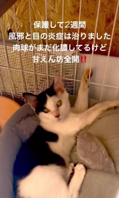 キレイになった子猫