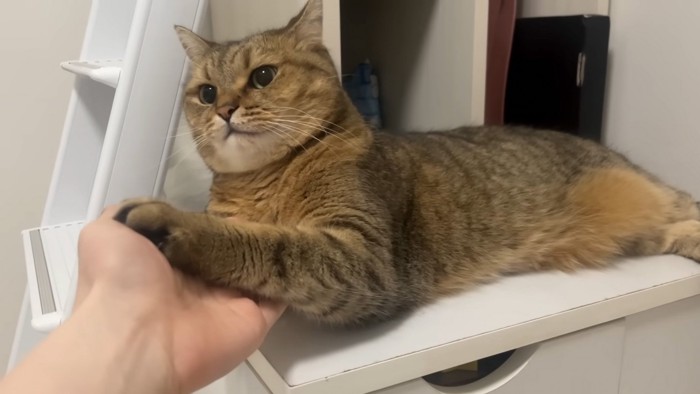 拒否する猫
