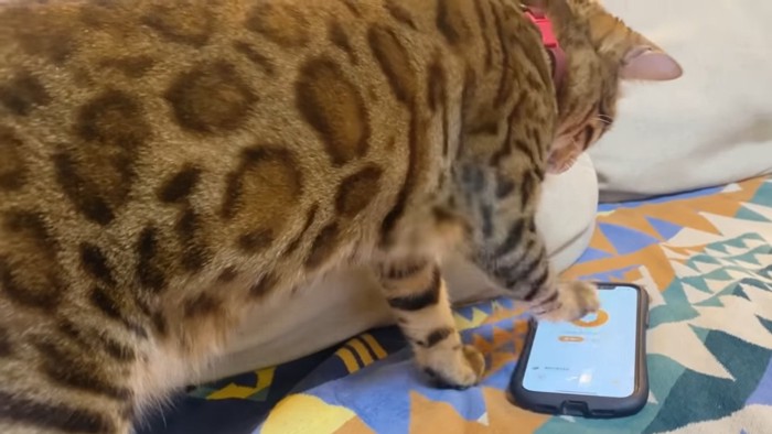 スマホを前足でかく猫