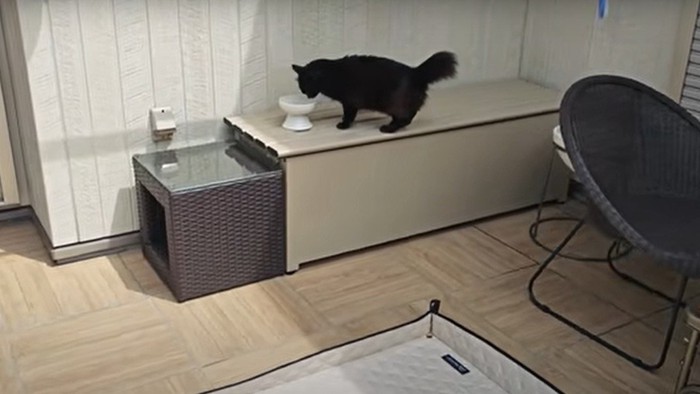 水を飲む猫