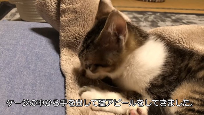 毛布の上の猫