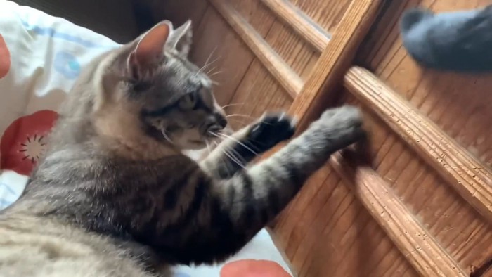 子猫時代の空くん