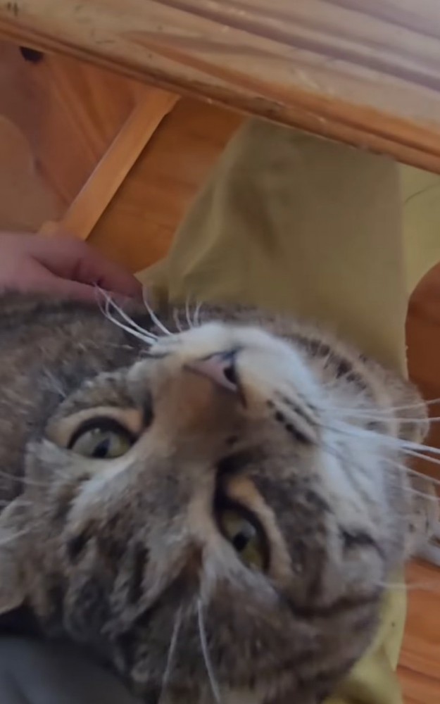 膝の上に乗る猫