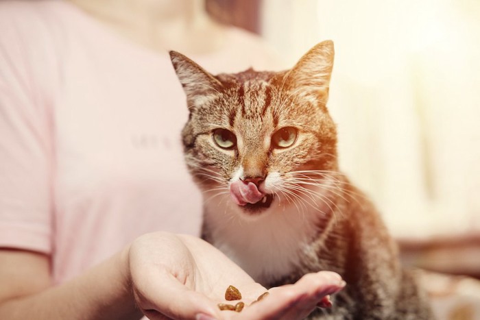 飼い主の手からオヤツを食べる猫