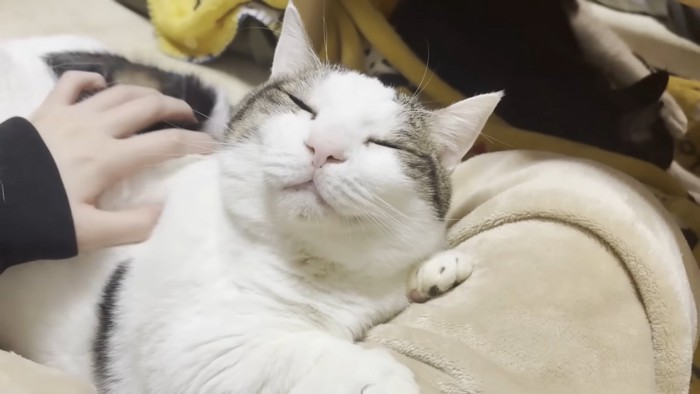 うっとり猫ちゃんと人の左手