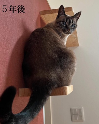 振り返る猫