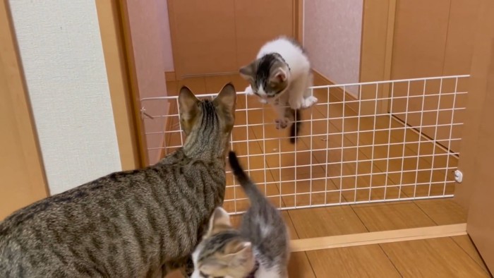 母猫について部屋に戻っていく子猫たちの様子