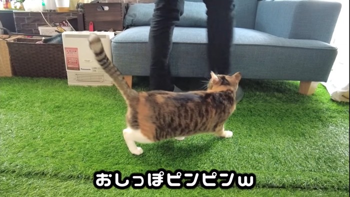 飼い主の足元にいる猫