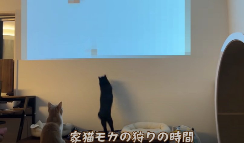 壁に向かって飛び跳ねる黒猫