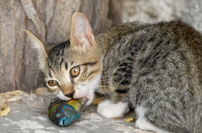 魚を食べる猫