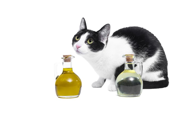油が入ったボトルのそばに座っている猫