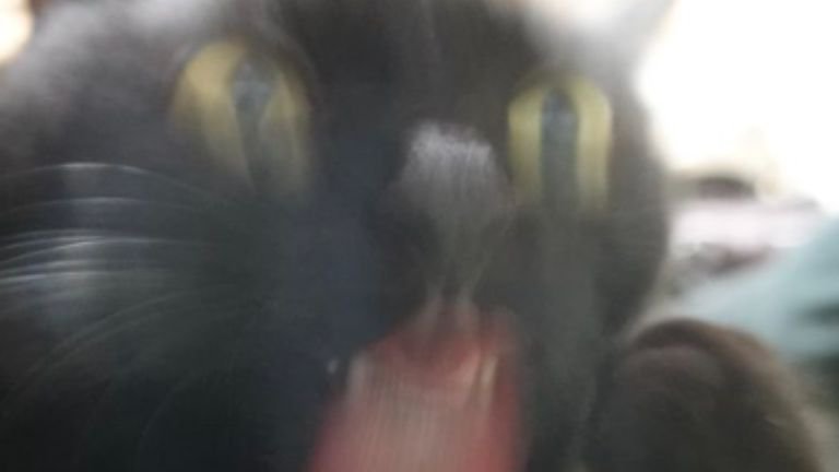 毛づくろいしている猫