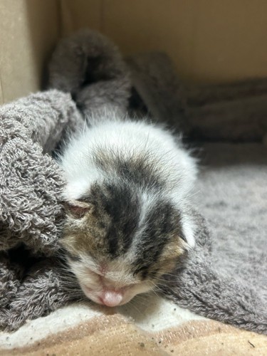 目が開いていない子猫