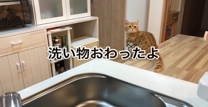 猫ベッドでバンザイする三毛さん2