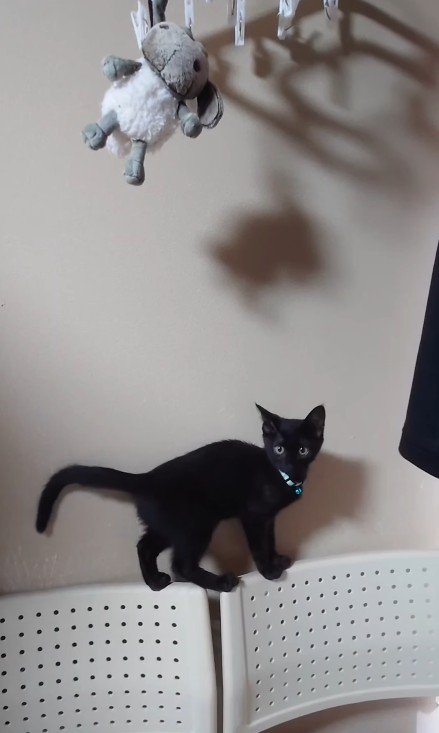 椅子の背もたれにのった子猫