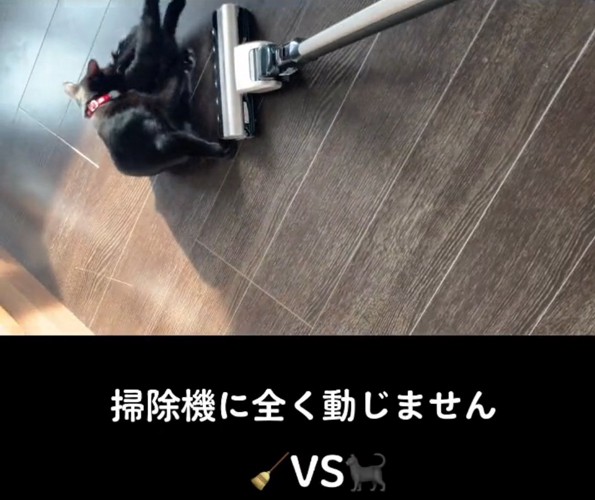 掃除機の前で寝転がる猫