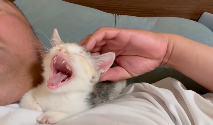 人の顔の横で寝る子猫のあくび