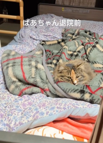 毛布にくるまる猫